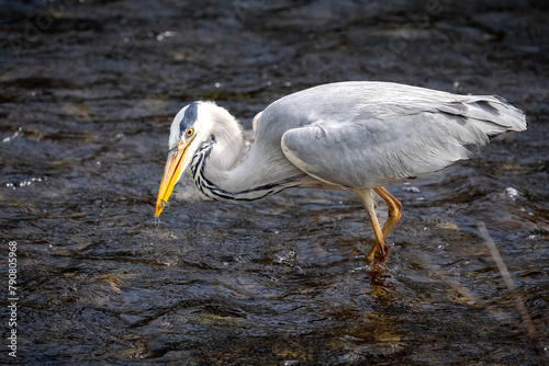 Graureiher beim Fischen