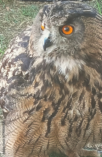 horned owl