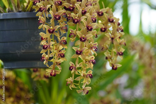 cymbidium devonianum, family orchidaceae, evergreen flowering plants, orchid family orchidaceae, tropica is a species of Cymbidium is found in asia. Family Orchidaceae. Hanover  - Berggarten, Germany. photo