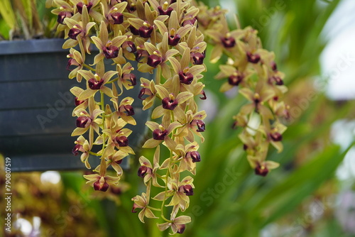 cymbidium devonianum, family orchidaceae, evergreen flowering plants, orchid family orchidaceae, tropica is a species of Cymbidium is found in asia. Family Orchidaceae. Hanover  - Berggarten, Germany. photo