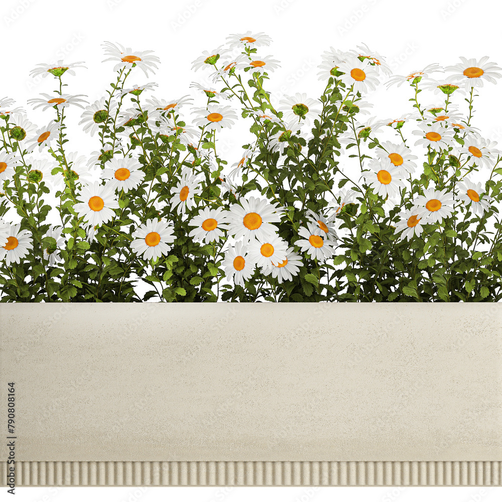 Set of garden flower bushes Chamomile Chrysanthemum isolated on white background - obrazy, fototapety, plakaty 
