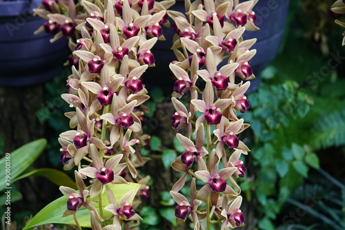 cymbidium devonianum, family orchidaceae, evergreen flowering plants, orchid family orchidaceae, tropica is a species of Cymbidium is found in asia. Family Orchidaceae. Hanover  - Berggarten, Germany. photo