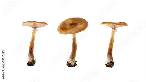 Set of mushrooms isolated on transparent background. Mushrooms cut out for design.