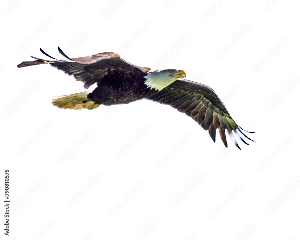 Fototapeta premium Bald Eagle