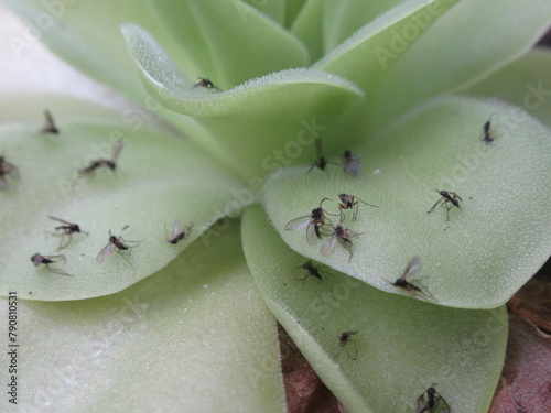 Zbliżenie na listki owadożernego tłustosza pokryte małymi muszkami
