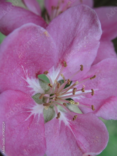Zbliżenie na jasnoróżowe kwiaty jabłoni