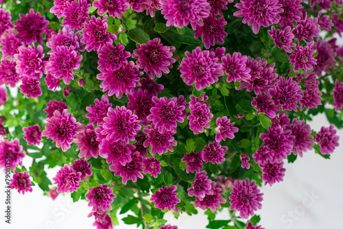 A beautiful bouquet of chrysanthemums. Top view