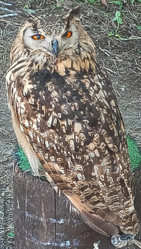 owl