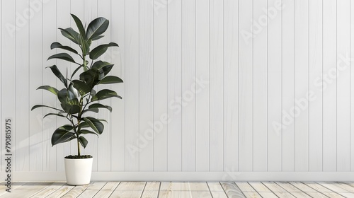 白い壁と観葉植物