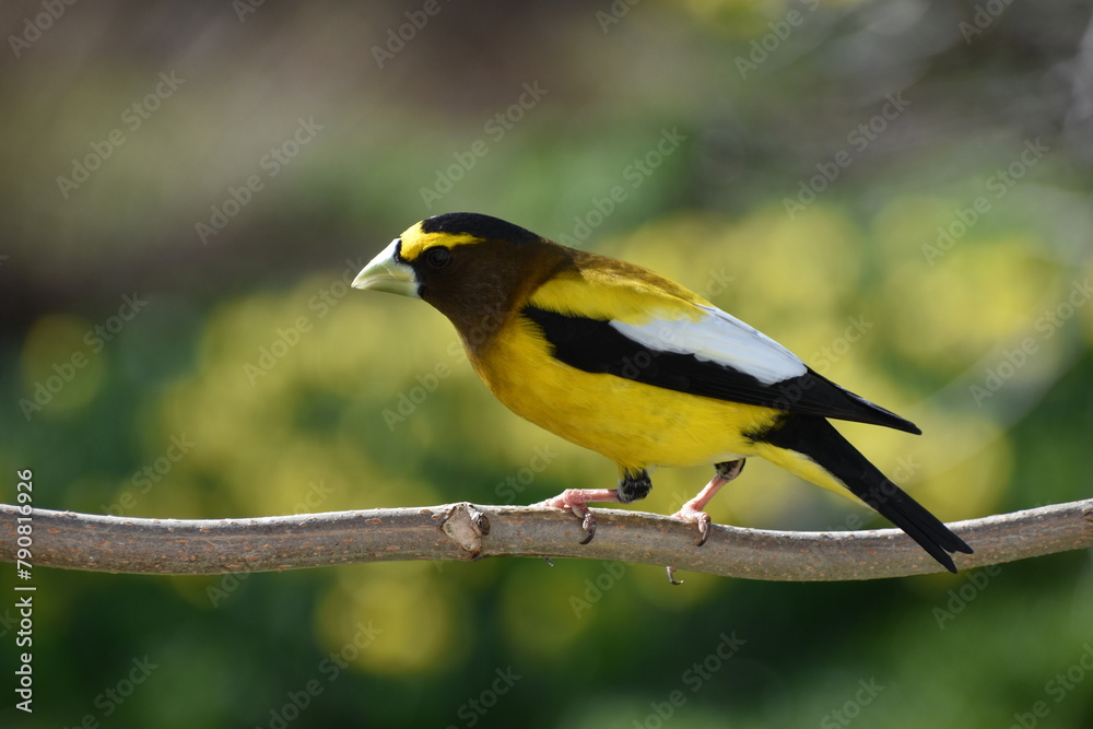 Naklejka premium A large beak wandering in the garden, Sainte-Apolline, Québec, Canada