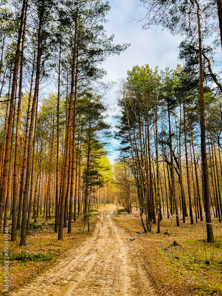 Obraz premium A walk in the forest. There is relaxation in nature.