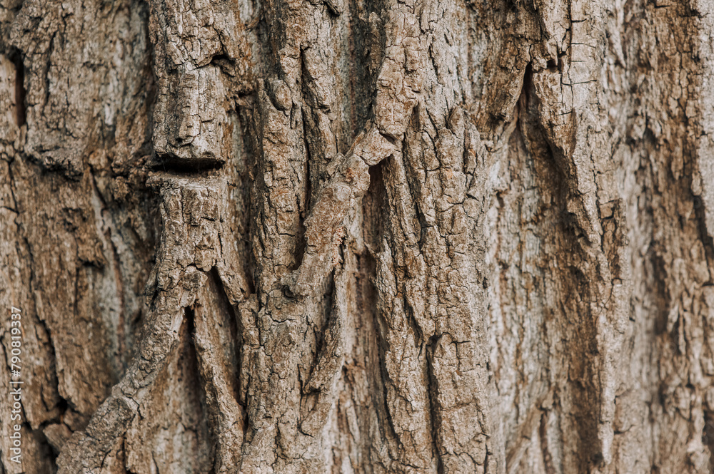 Background, texture of dry tree bark in the forest. Background, texture of dry tree bark in the forest.