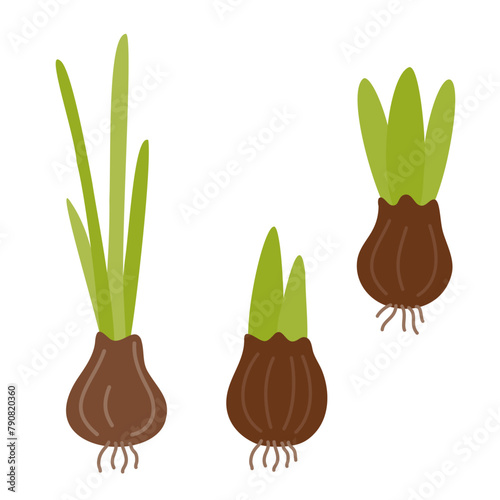 Bulbs. Seeds, seedlings. Planting and growing plants.
