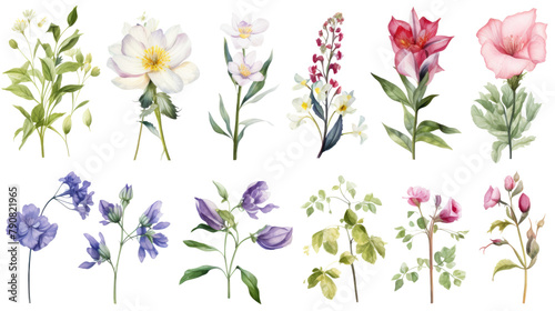 Set of watercolor wildflowers painting isolated on clear png background and transparent background. Fresh and nature concept for nature decorative and flower element, AI generative.	