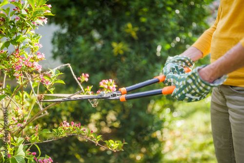 Close up image of senior woman gardening. She is pruning flowers.