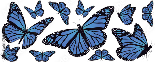 A blue butterfly with black spots on it with a white background