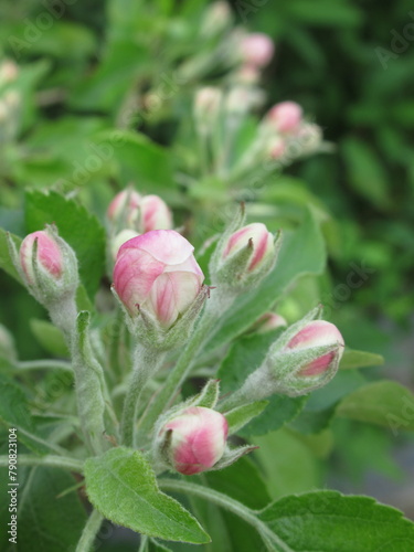 Zbliżenie na pączki kwiatów jabłoni