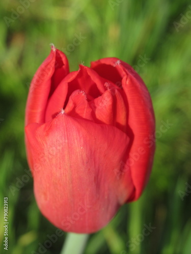 Zbliżenie na wyjątkowy kwiat czerwonego tulipana