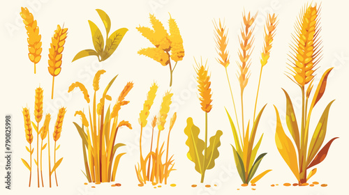 Cereal Plants vector icons illustrations. Oats whea