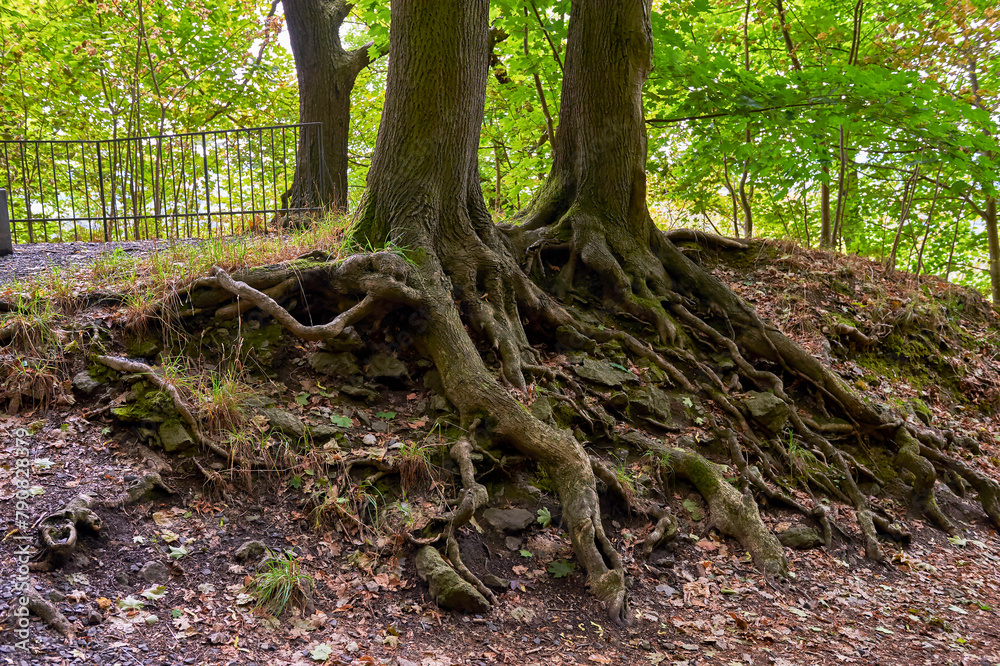 Old trees in the park