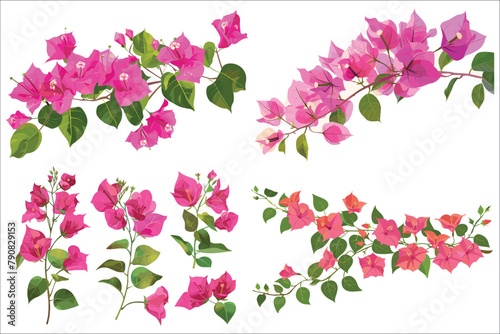 Bougainvillea flowers leaves and branches, Pink Bougainvillea flowers, Bougainvillea Flower Illustration on White Background