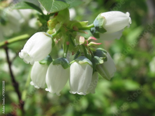 Zbliżenie na białe kwiaty borówki amerykańskiej