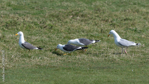 Goéland brun,.Larus fuscus, Lesser Black backed Gull, Goéland argenté,.Larus argentatus, European Herring Gull