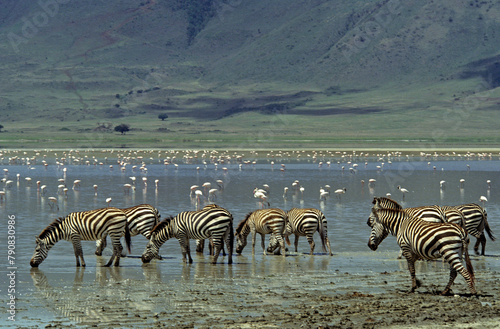 Zèbre de Grant, Equus burchelli granti, Parc national du N.Gorongoro Crater, Tanzanie photo