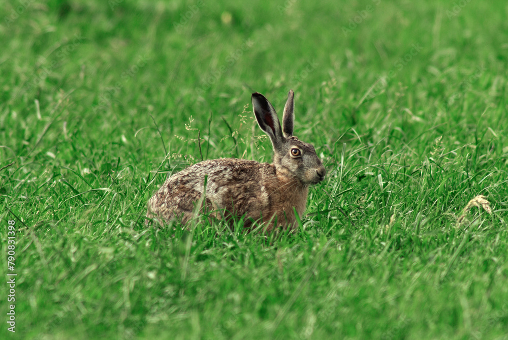 Lièvre d'Europe, Lièvre brun, Lepus europaeus Lièvre d'Europe, Lièvre brun, Lepus europaeus