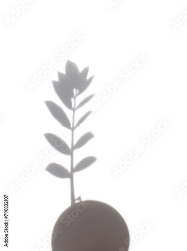 Top view of shadow of Zamioculcas plant on white background. Minimalism style. Silhouette of a plant on a white background. Conceptual image of a plant branch growing on a sphere.
