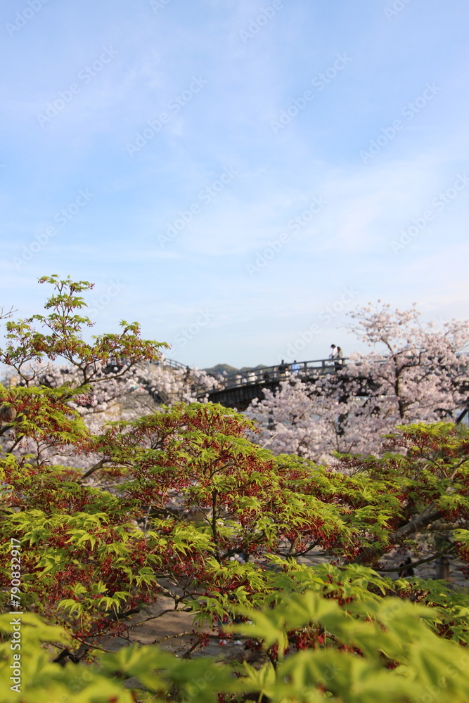 『錦帯橋とサクラ』桜アップ 日本観光　山口県岩国  #日本観光　Kintai Bridge 　