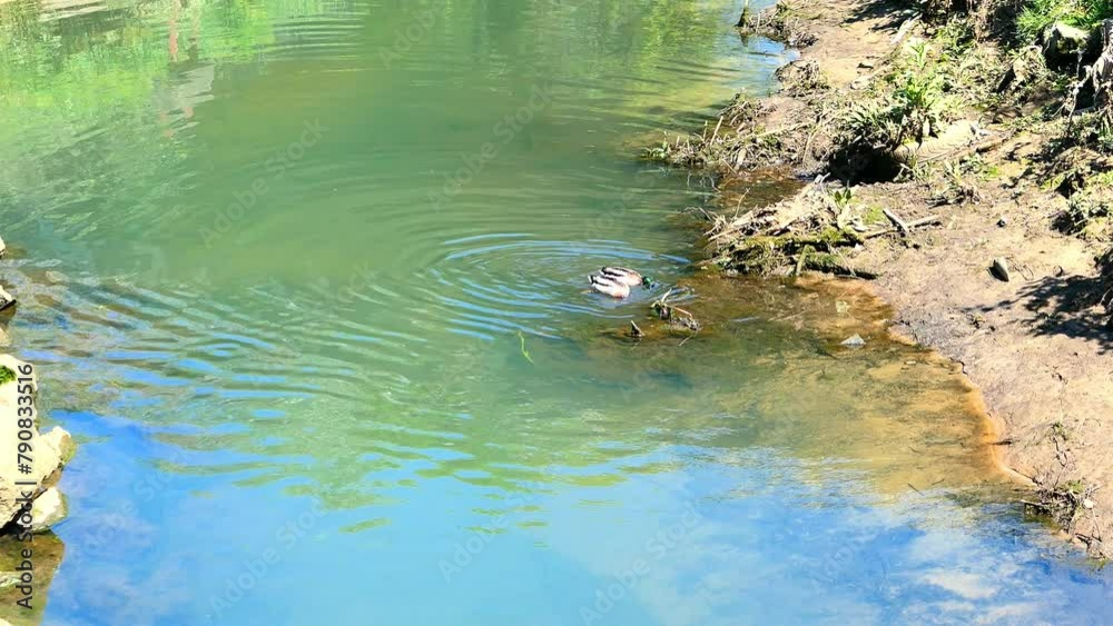 Dois patos-reais mergulhando em busca de comida no lago