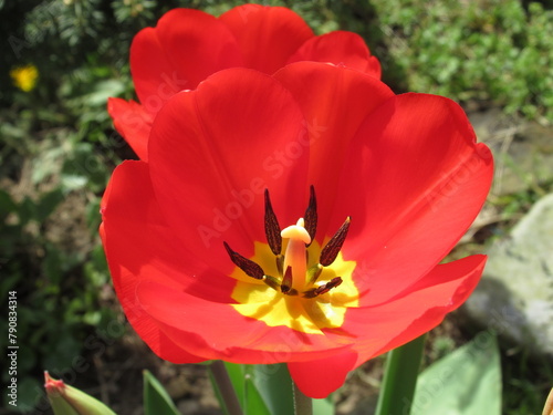 Zbliżenie na czerwony kwiat tulipana