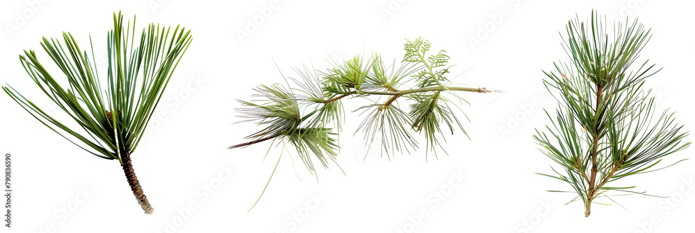 set of pine needle arrangements, artfully displayed, isolated on transparent backgroun