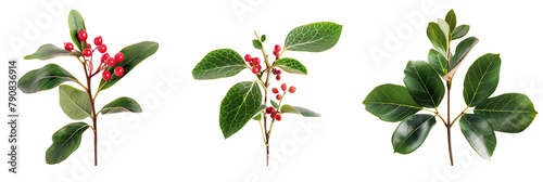 set of wintergreen plants, with red berries, isolated on transparent background