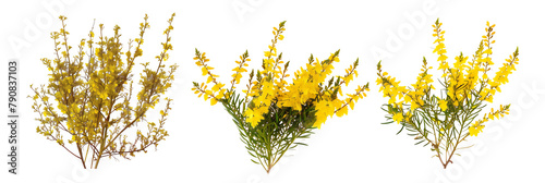 set of Scotch broom shrubs, vibrant yellow flowers, isolated on transparent background