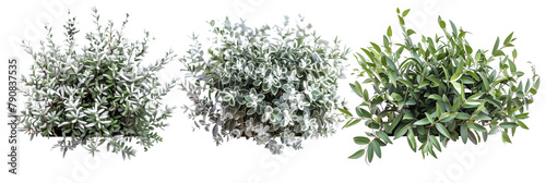 set of oleaster bushes, with silvery leaves, isolated on transparent background photo