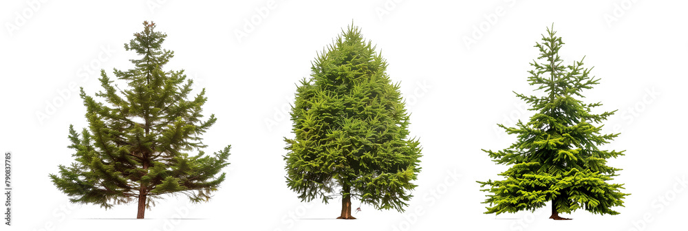 set of cedars, majestic and fragrant, isolated on transparent background set of cedars, majestic and fragrant, isolated on transparent background