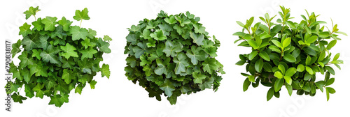 set of pachysandra ground cover, illustrating variations in leaf pattern, isolated on transparent background