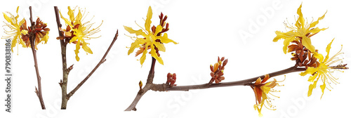 set of hazel plants, with yellow flowers in bloom, isolated on transparent background