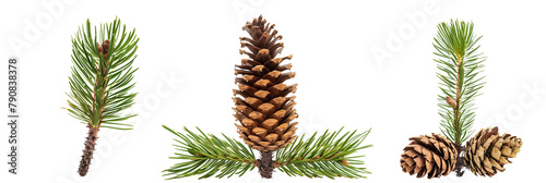 set of Mugo pine, varying in cone production and needle length, isolated on transparent background photo