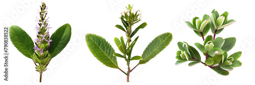set of hebe plants, known for their whorled leaves and flower spikes, isolated on transparent background photo