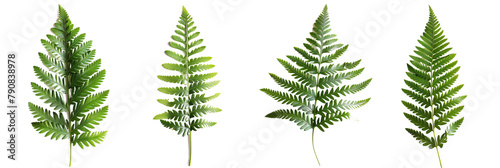 set of Christmas fern, showcasing their perennial green fronds, isolated on transparent background
