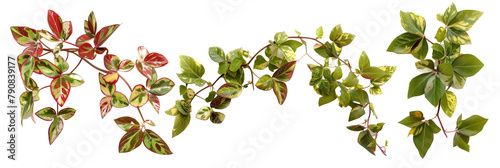 set of winter creeper, with varied leaf variegations, isolated on transparent background photo