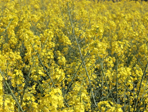 rapeseed yellow plant flowers natural oil vegetable