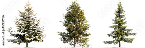 set of Mountain Hemlock, known for their tolerance to heavy snow, isolated on transparent background