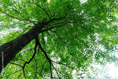 under the big  ginkgo green tree