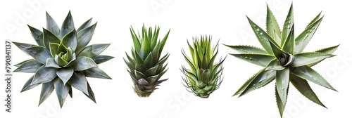 set of spiky agaves, ideal for dry landscapes, showcasing their drought-resistant features, isolated on transparent background photo