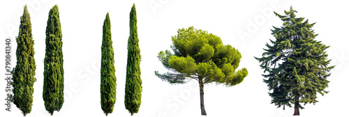 set of cypress trees, known for their longevity and elegant, conical shapes, isolated on transparent background photo