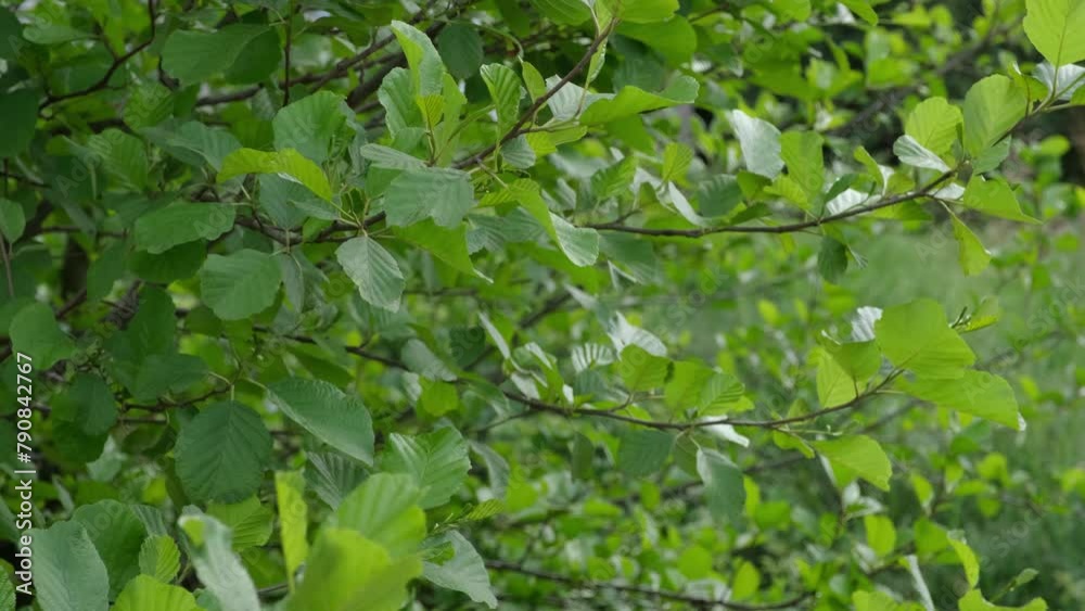 Arbusti con foglie verdi si muovono al vento Arbusti con foglie verdi si muovono al vento